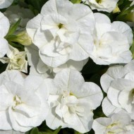 Калібрахоа Aloha Double White 